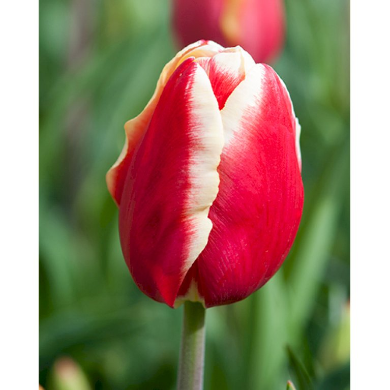 Tulipan 'Leen van der Mark' Storkøb
