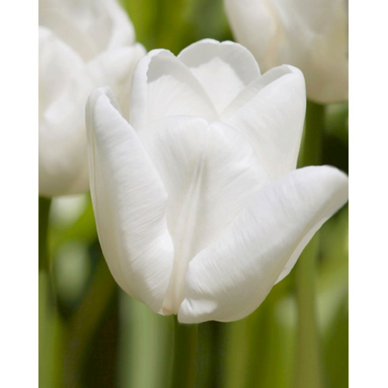 Tulipan 'White Dream' 100 stk. (nr. E11)