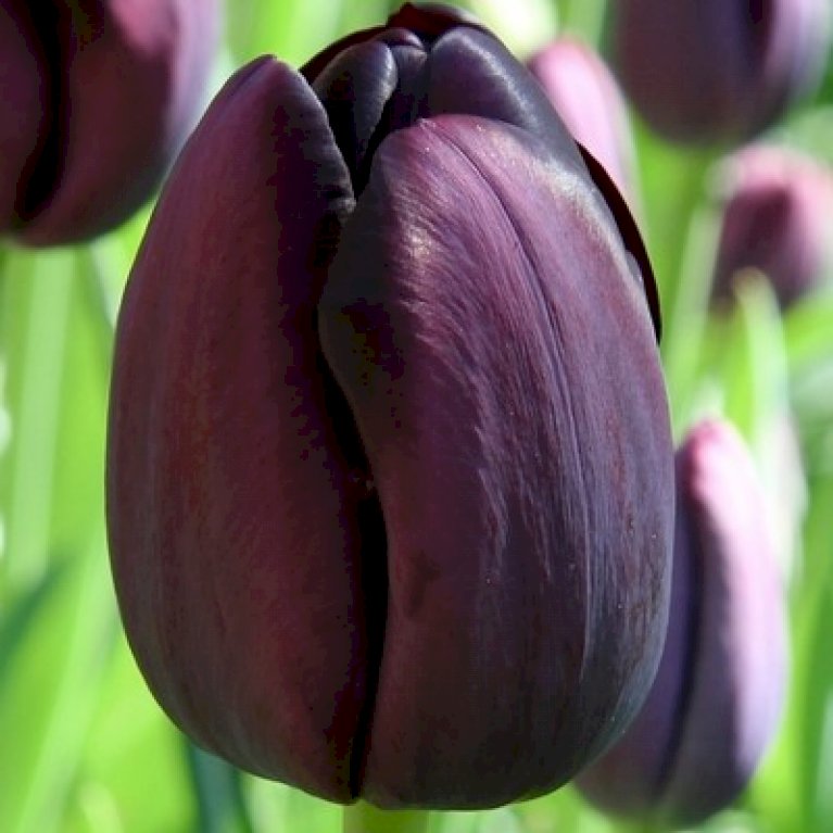 Tulipan 'Queen of Night' Storkøb