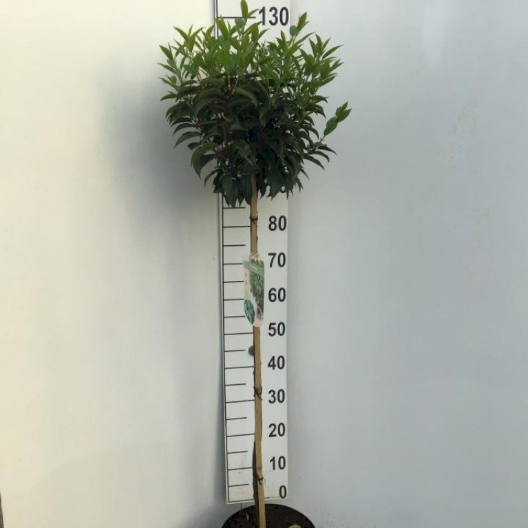 Portugisisk laurbærkirsebær