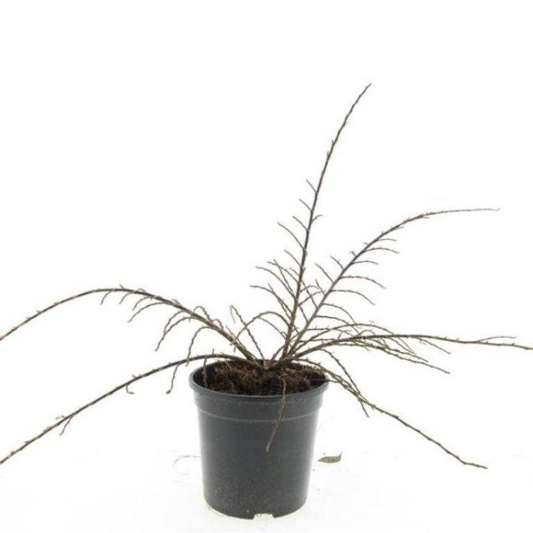 Dværgmispel  'Variegatus'