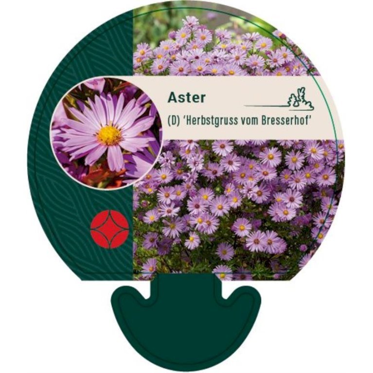 Pudeasters 'Herbstgruss vom Bresserhof'