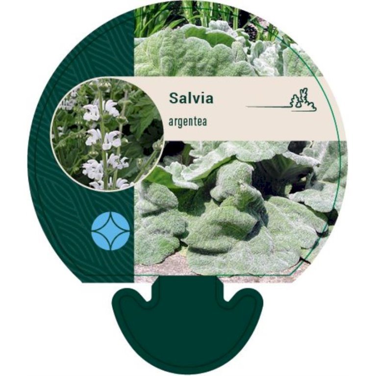 Sølv-Salvie 'Artemis'