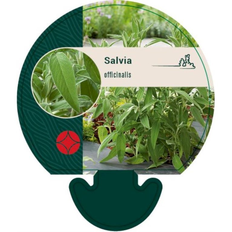 Salvie