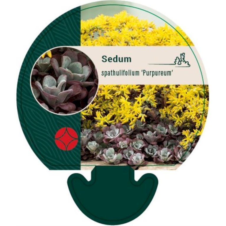 Pudret Stenurt 'Purpureum'