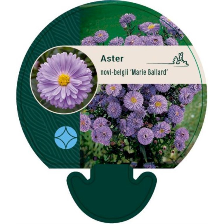 Høstaster 'Marie Ballard'