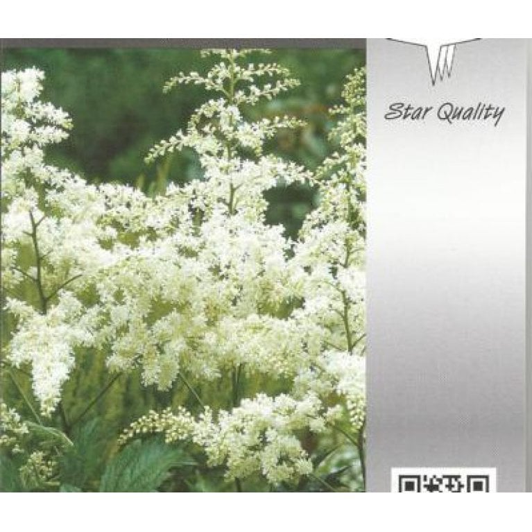 Astilbe 'Brautschleier' - Astilbe arendsii 'Brautschleier'' (0,8 liter potte)
