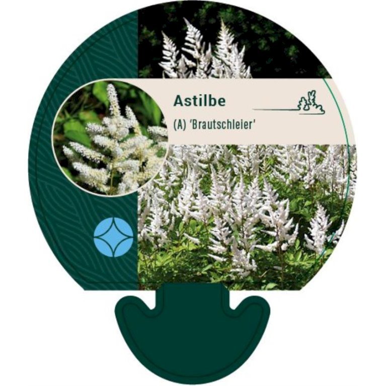 Astilbe 'Brautschleir'