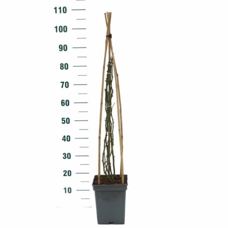 'Lichtkönigin Lucia'®