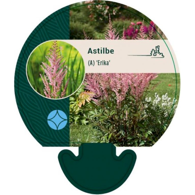 Astilbe 'Erika' - Astilbe arendsii 'Erika' (0,8 liter potte)