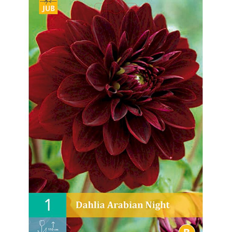Dahlia 'Arabian Night' (nr. 1)