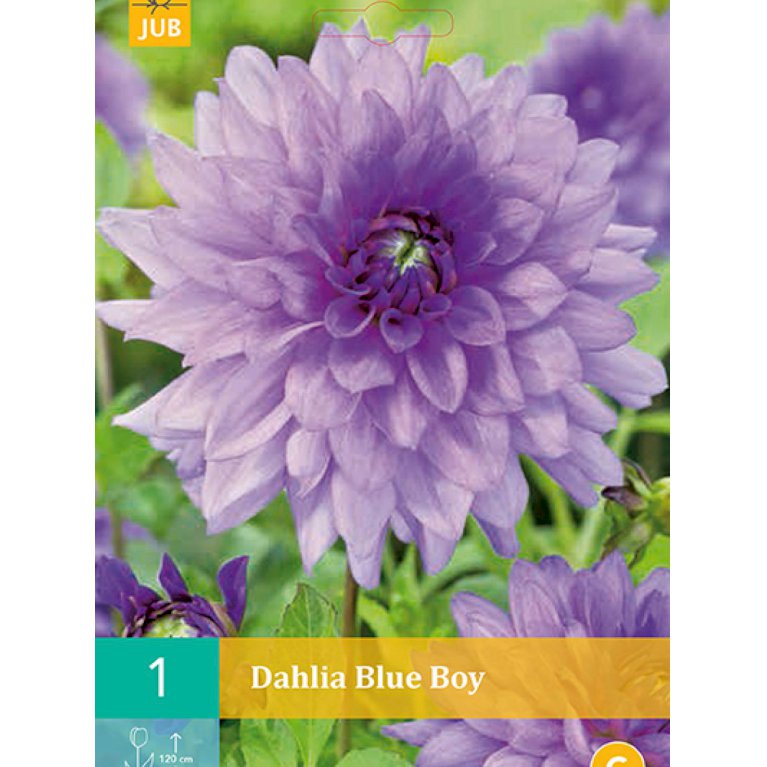 Dahlia 'Blue Boy' (nr. 2)