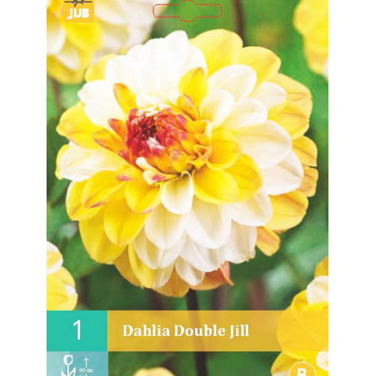 Dahlia 'Double Jill' 