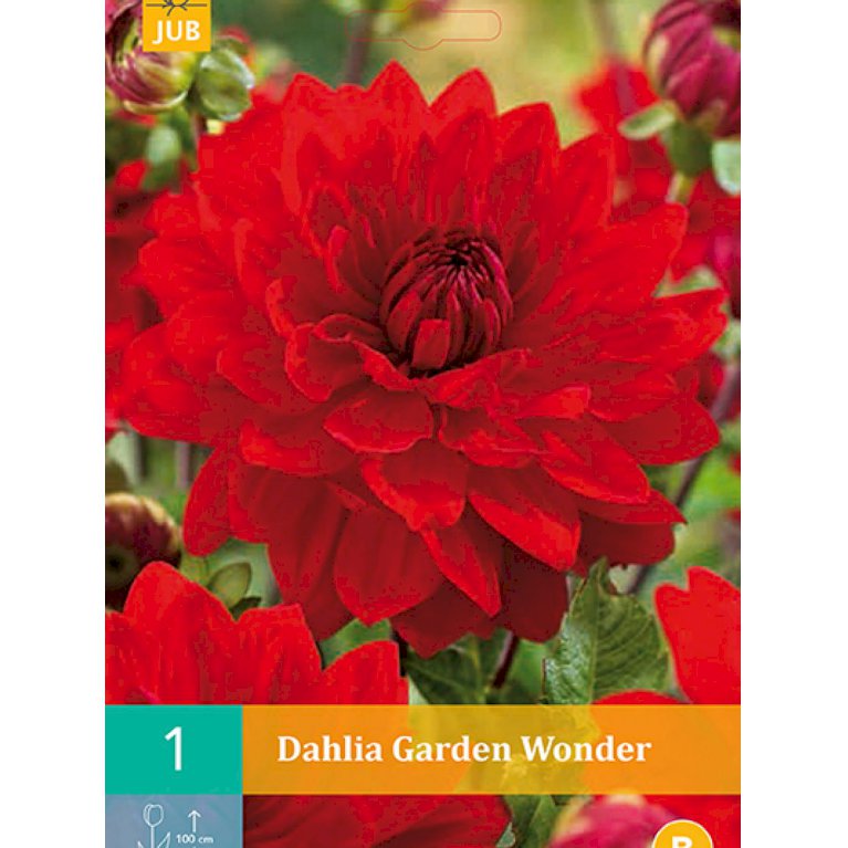 Dahlia 'Garden Wonder' (nr. 9)