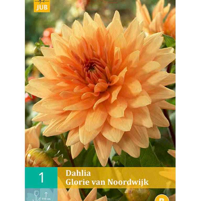 Dahlia 'Glorie Van Noordwijk' (nr. 11)
