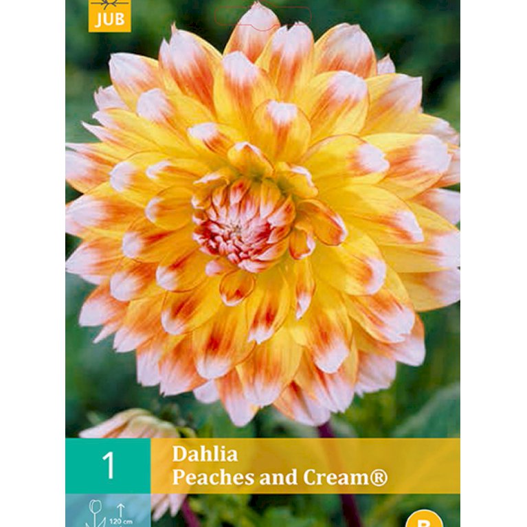 Dahlia 'Peaches And Cream' (nr. 12)