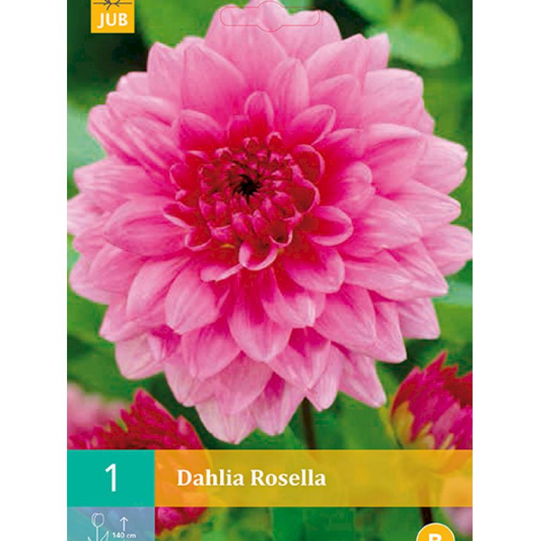 Dahlia 'Rosella' (nr. 13)