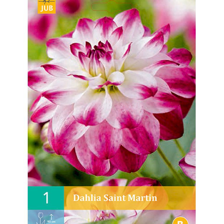 Dahlia 'Saint Martin' (nr. 14)
