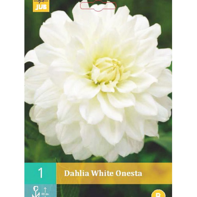Dahlia 'White Onesta'