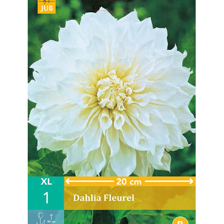 Dahlia dinnerplate 'Fleurel'
