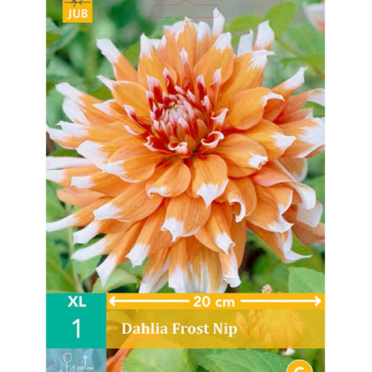 Dahlia 'Frost Nip' (nr. 20)