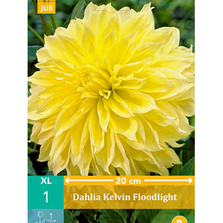 Dahlia 'Kelvin Floodlight' (nr. 21)