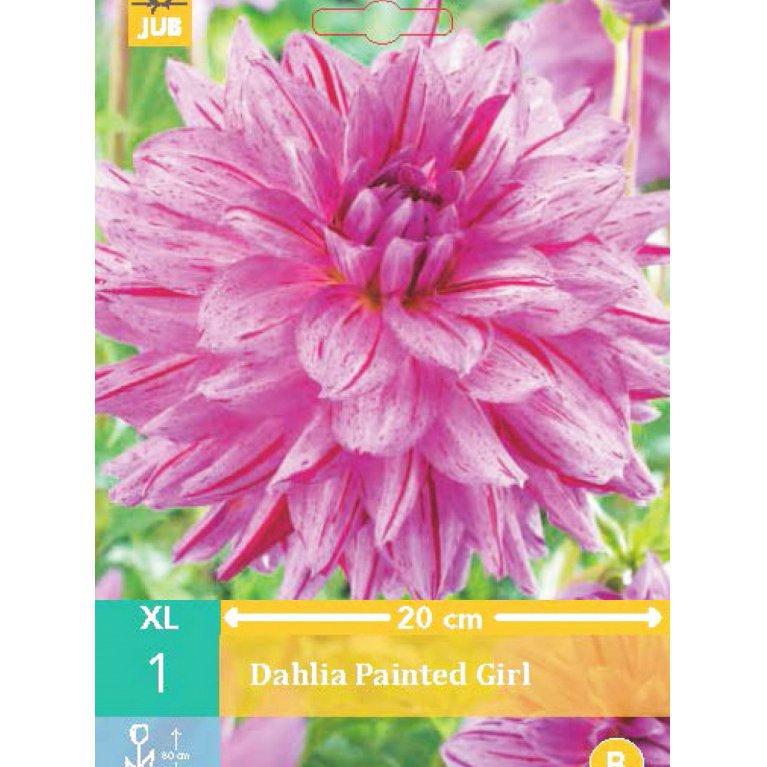 Dahlia 'Painted Girl'