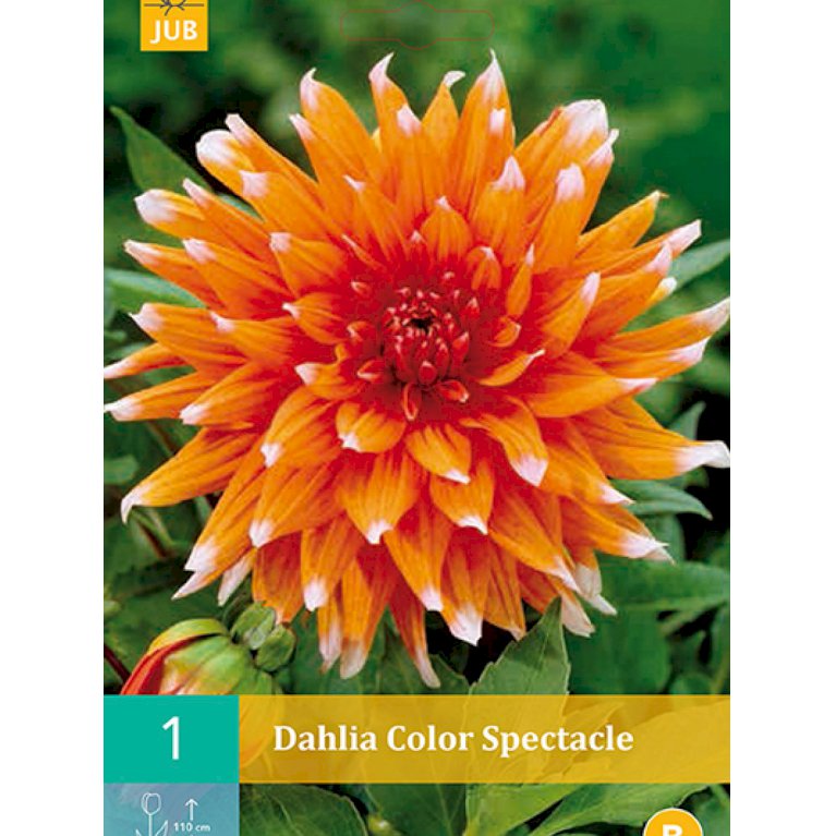 Dahlia 'Color Spectacle' (nr. 26)