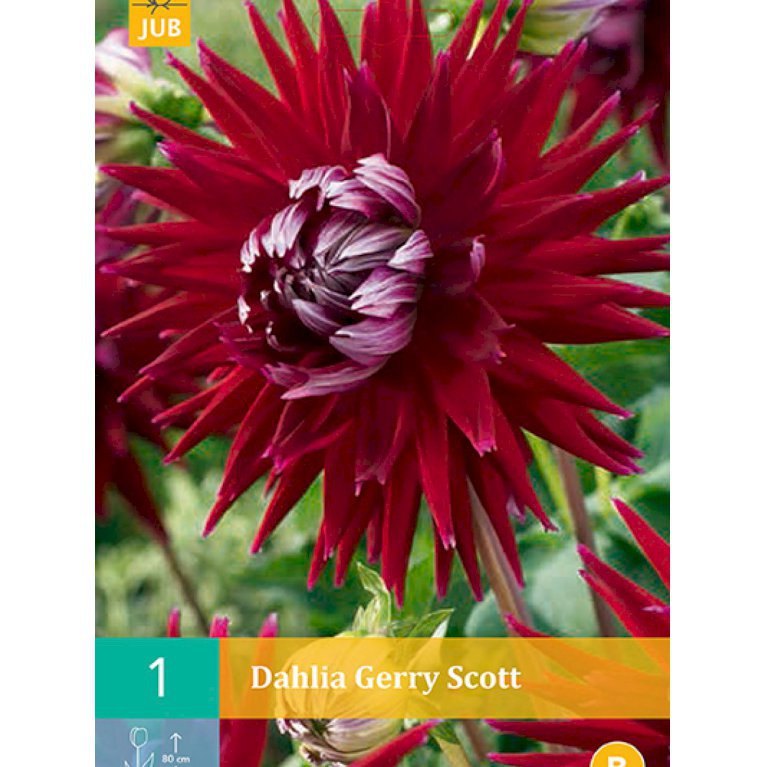 Dahlia cactus 'Gerry Scott'
