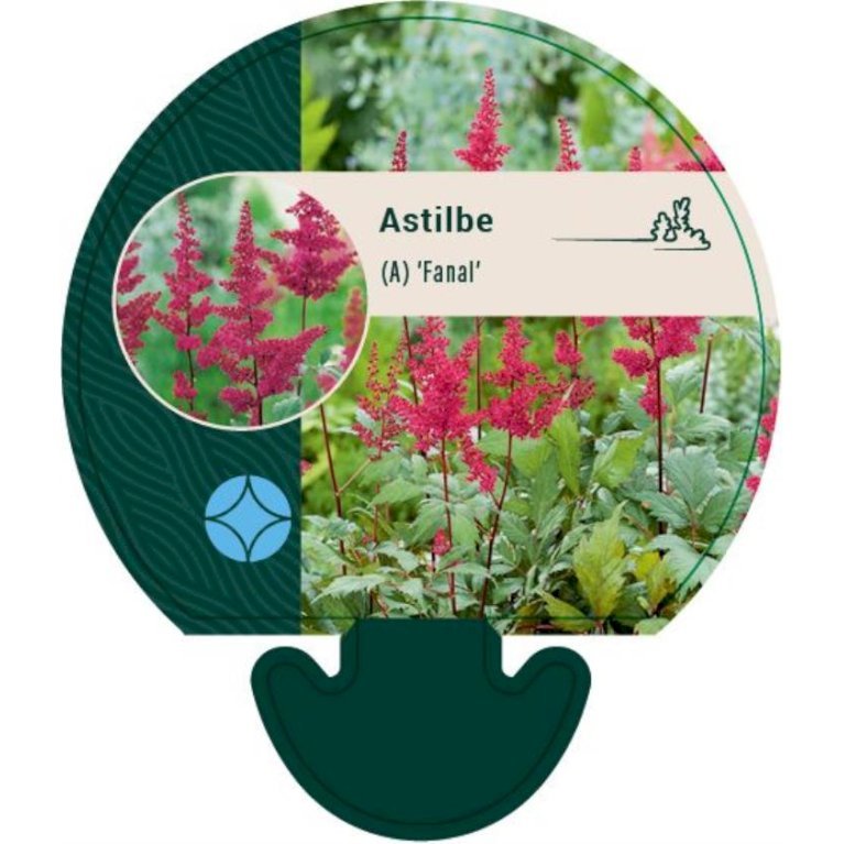 Astilbe 'Fanal'