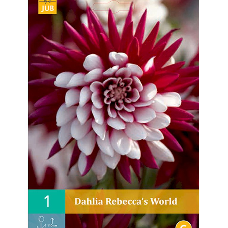 Dahlia 'Rebecca's World' (nr. 35)