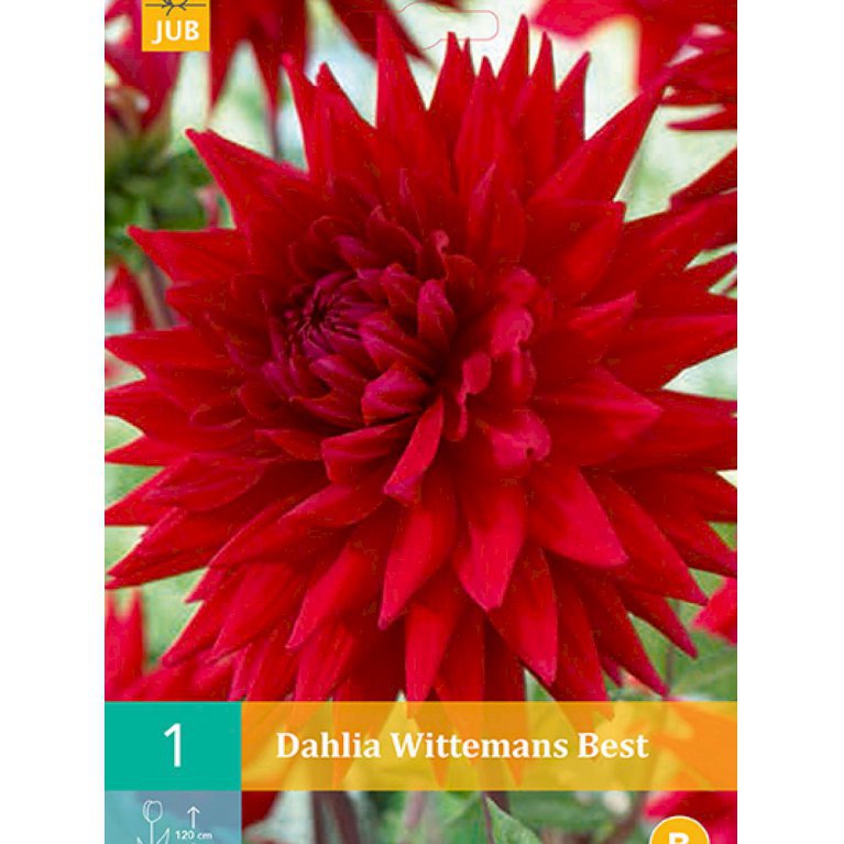 Dahlia 'Wittemans Best' (nr. 37)