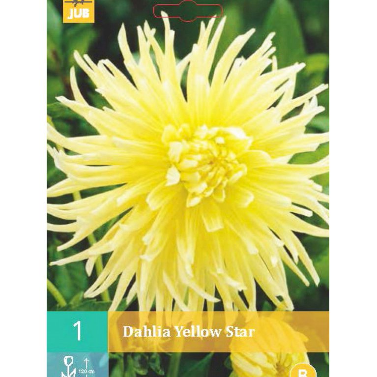 Dahlia 'Yellow Star'