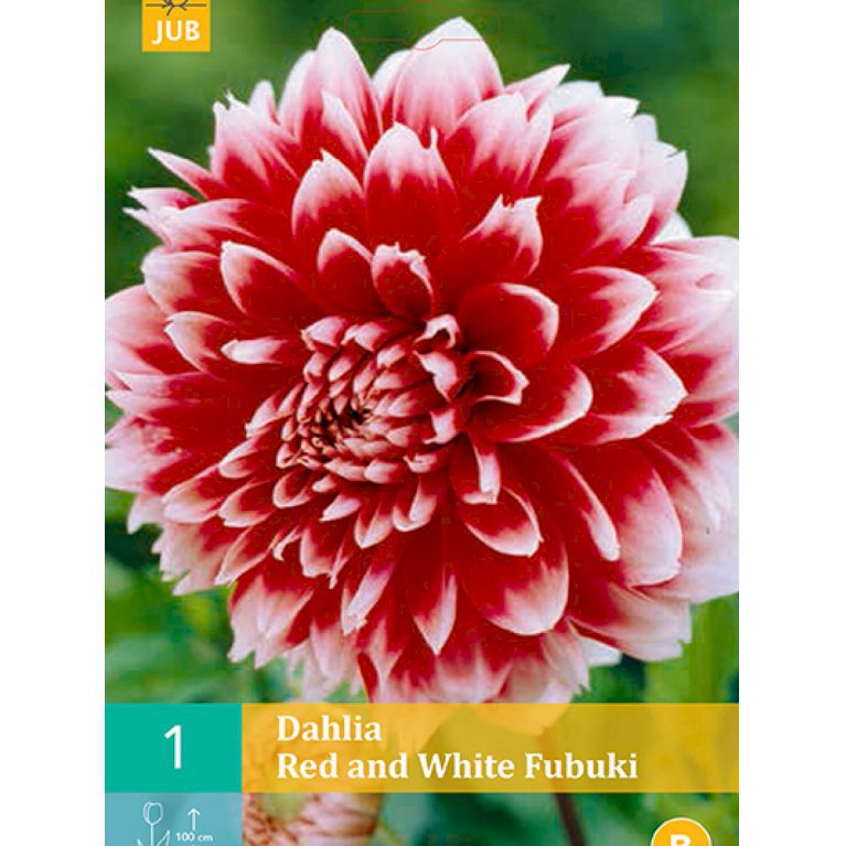 Dahlia 'Red And White Fubuki' (nr. 39)