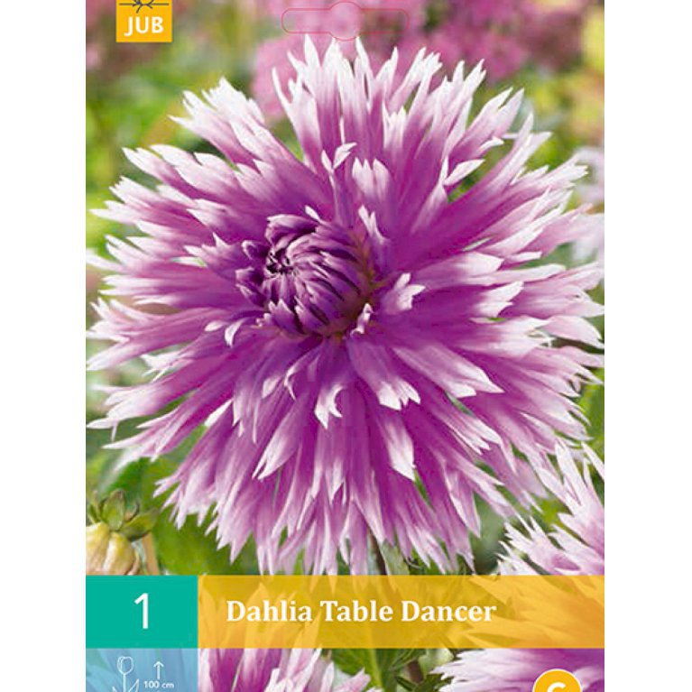 Dahlia 'Table Dancer' (nr. 41)