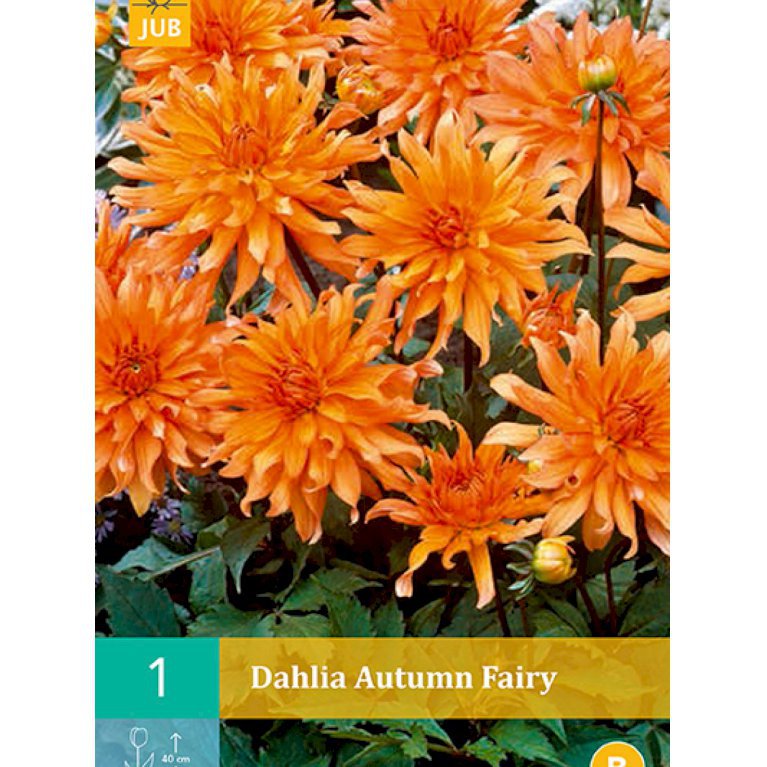 Dahlia 'Autumn Fairy' (nr. 43)
