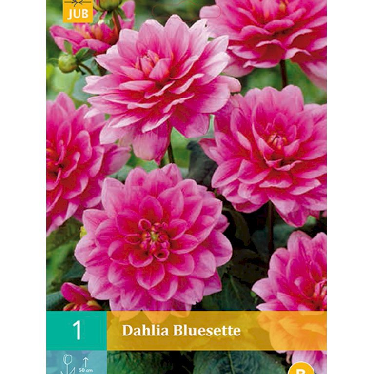 Dahlia 'Bluesette' (nr. 44)