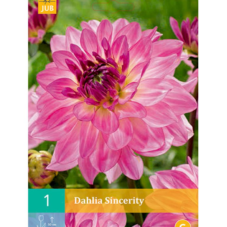 Dahlia 'Sincerity' (nr. 46)