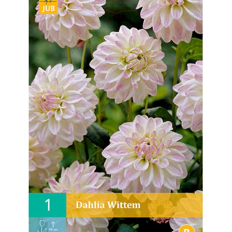 Dahlia 'Wittem' (nr. 47)