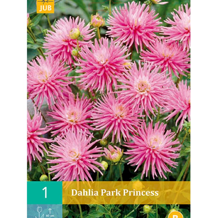 Dahlia 'Park Princess' (nr. 48)