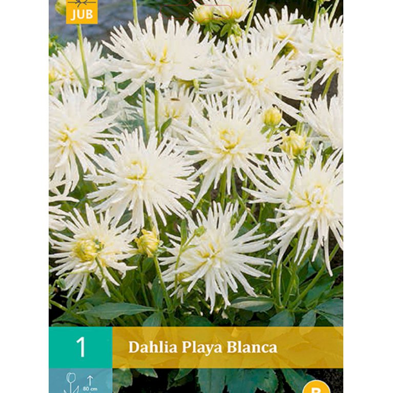 Dahlia 'Playa Blanca' (nr. 49)
