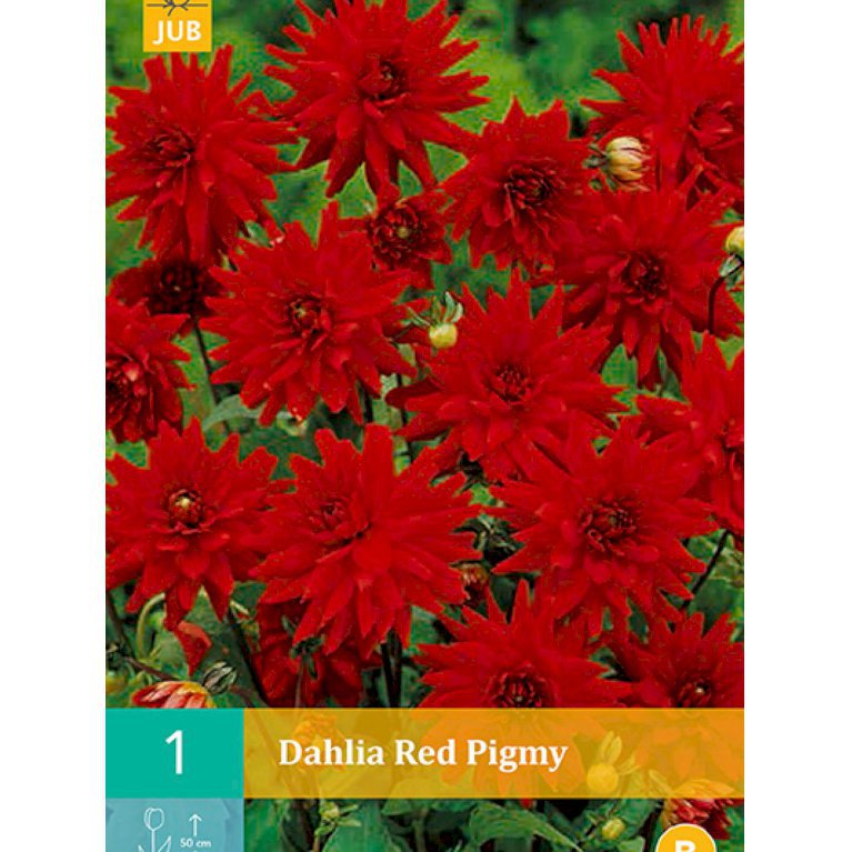 Dahlia 'Red Pigmy' (nr. 50)