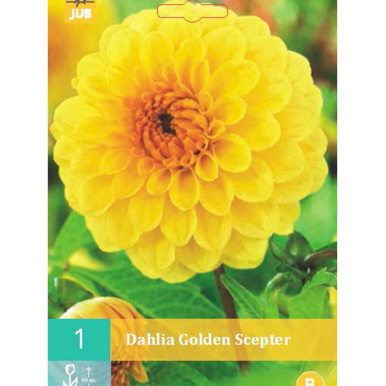 Dahlia pompon 'Golden Scepter'