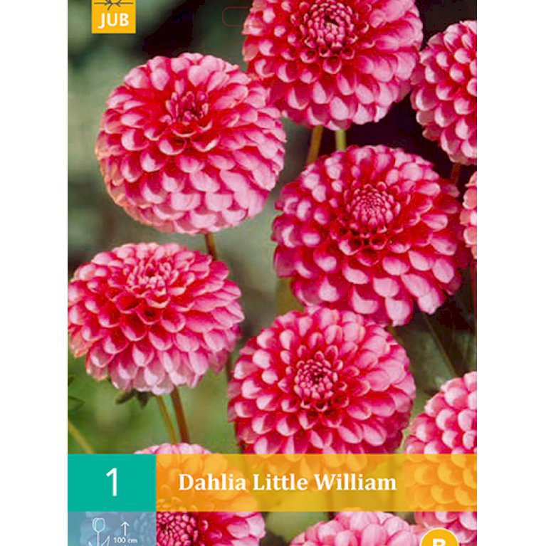 Dahlia 'Little William' (nr. 52)