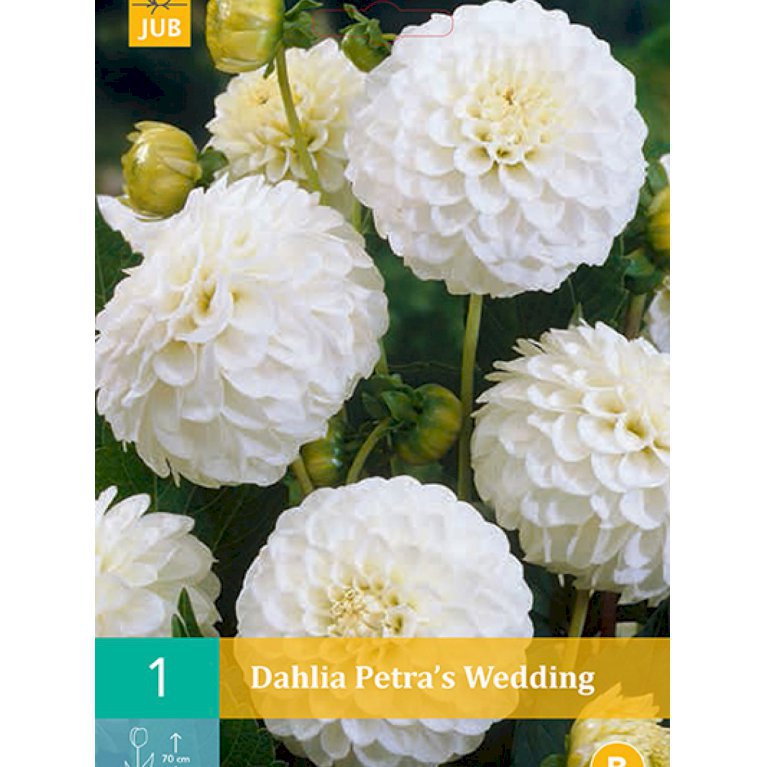 Dahlia 'Petra's Wedding' (nr. 54)