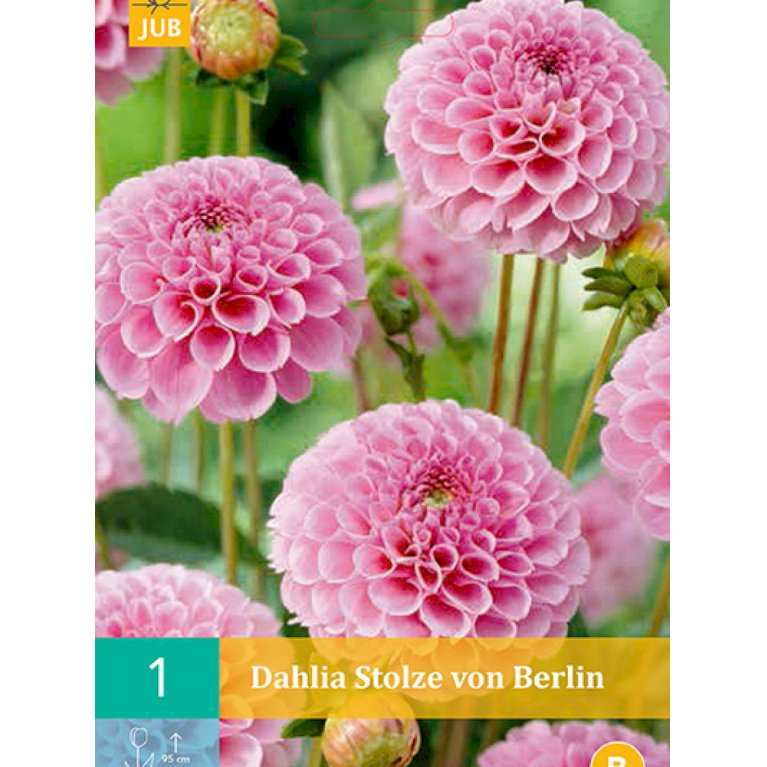 Dahlia 'Stolze Von Berlin' (nr. 55)