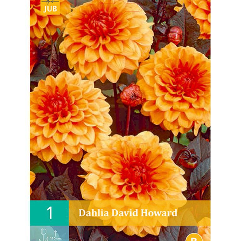 Dahlia 'David Howard' (nr. 64)