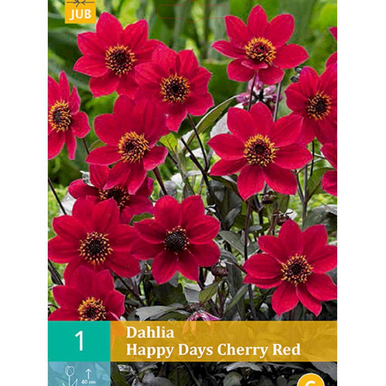 Dahlia 'Happy Days Cherry Red' (nr. 66)