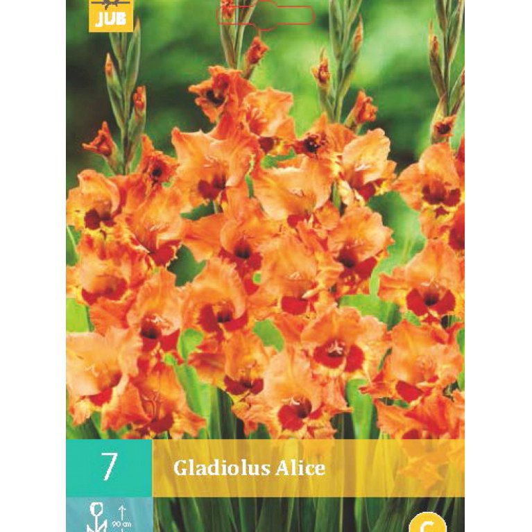 Gladiolus 'Alice'