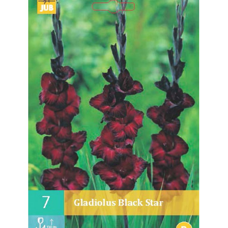 Gladiolus 'Black Star'